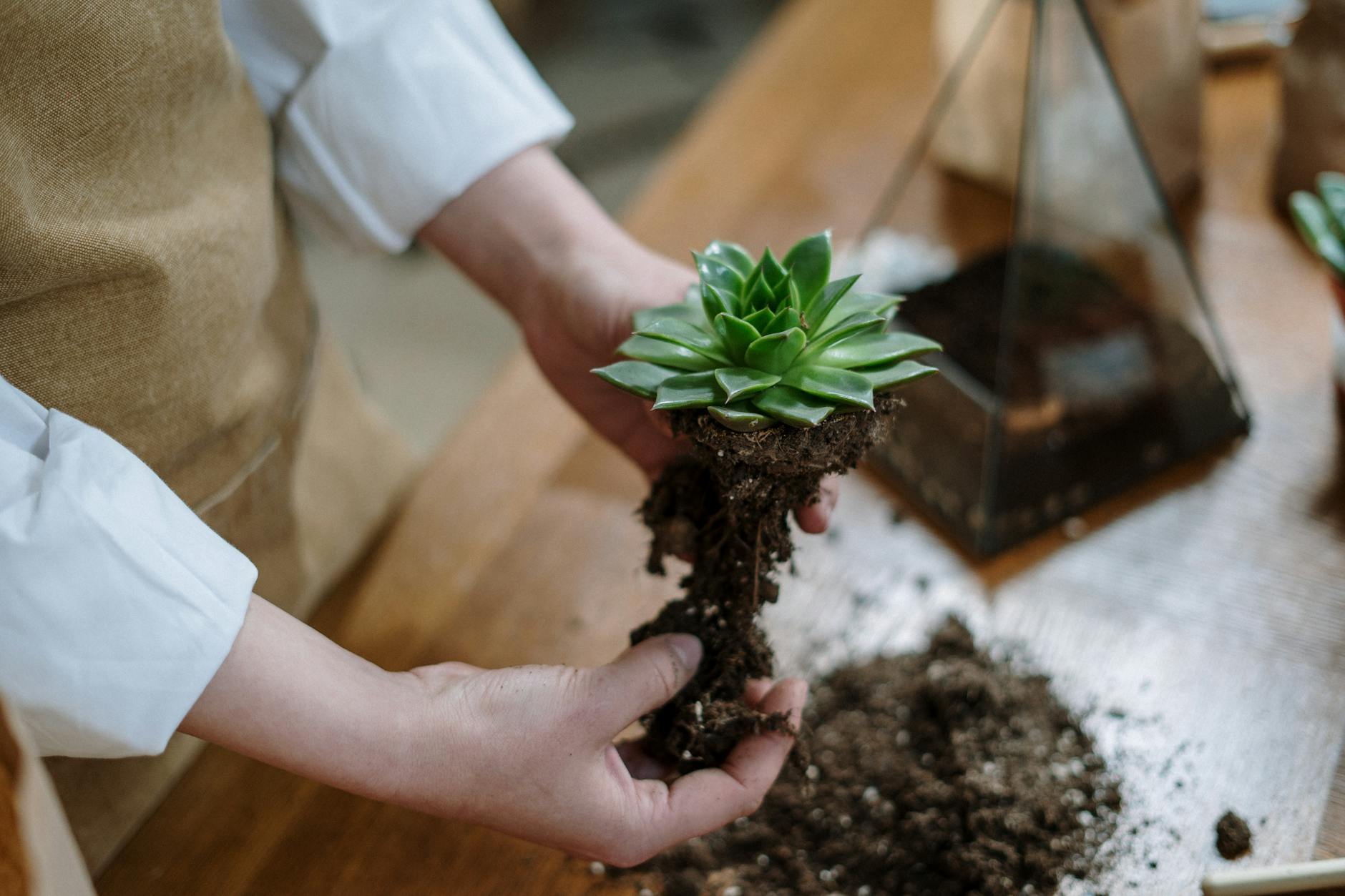 person holding green plant in pot