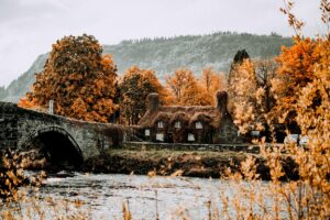 bridge and trees around river in autumn