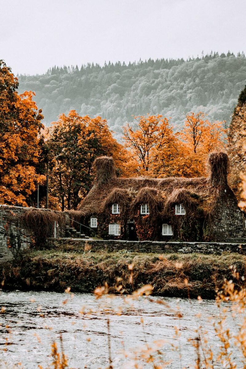 bridge and trees around river in autumn