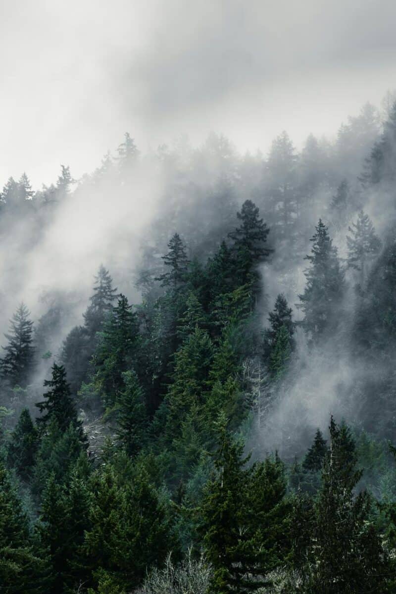 aerial view of fog and clouds over a coniferous forest