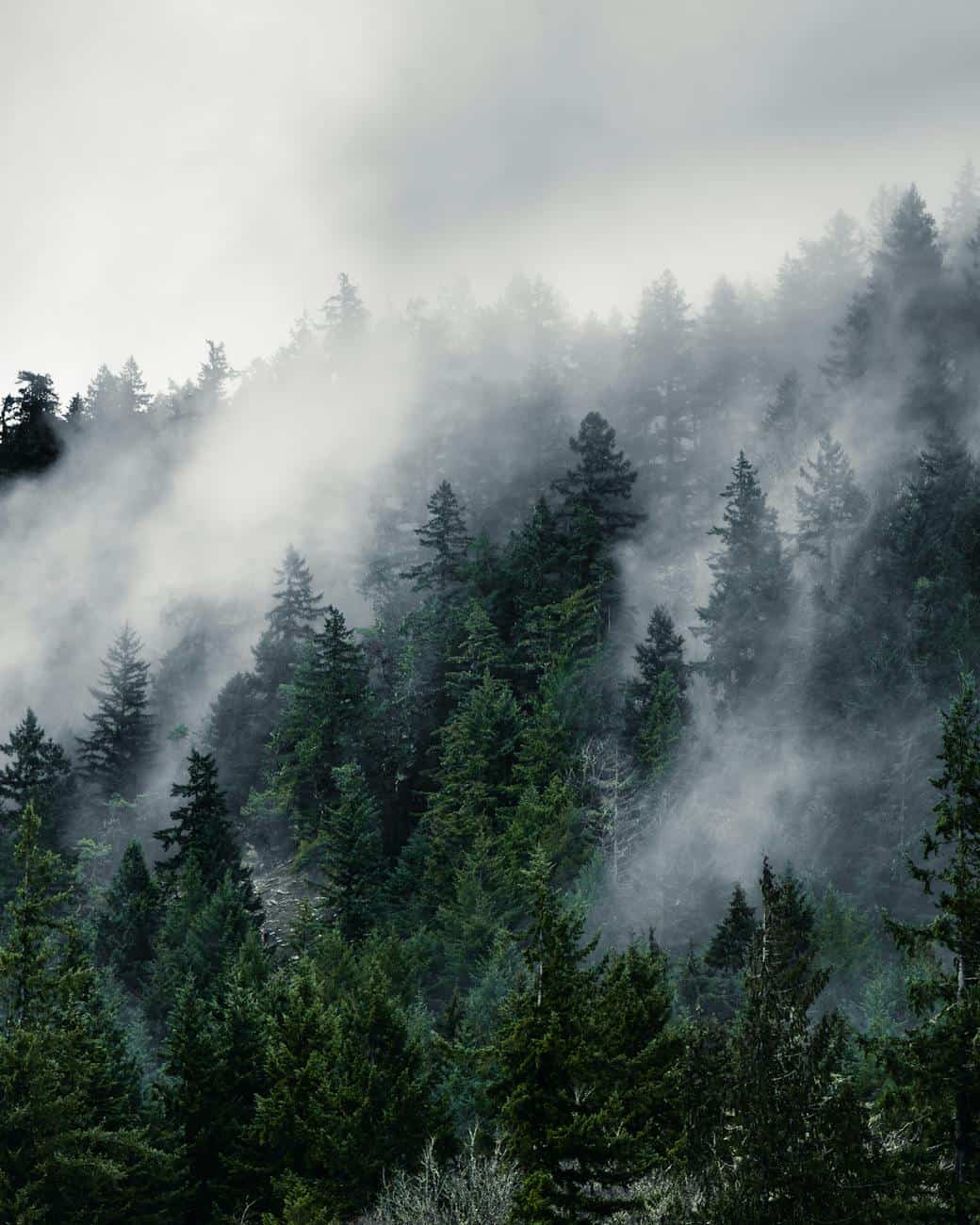aerial view of fog and clouds over a coniferous forest