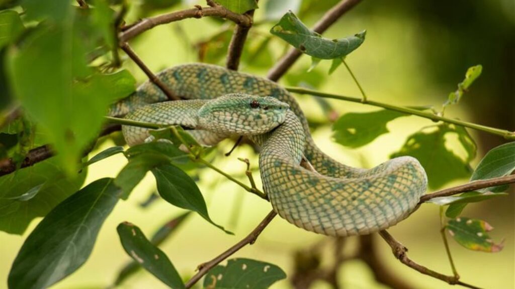 A green and yellow viper coiled around tree branches, camouflaged among lush green leaves in a tropical forest setting.