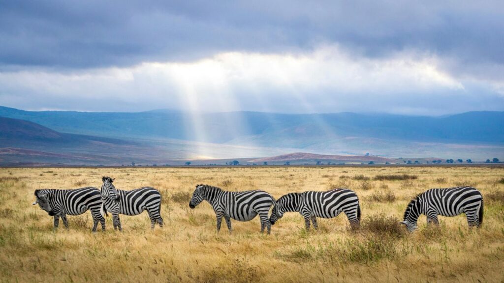 Zebras grazing under sunbeams in Tanzania’s Ngorongoro Crater.