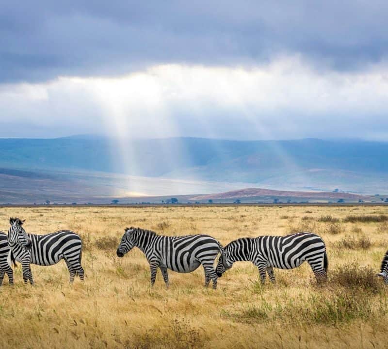 Zebras grazing under sunbeams in Tanzania’s Ngorongoro Crater.