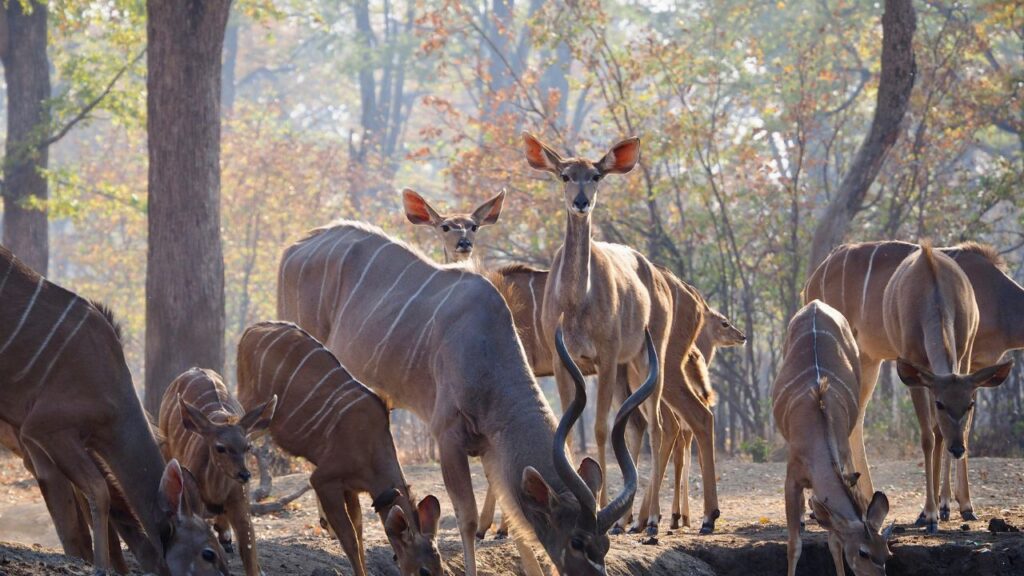 Group of kudu antelope gathered in a sunlit forest clearing during an African safari.