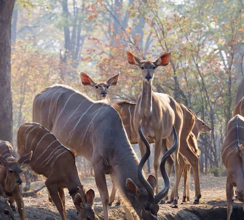 Group of kudu antelope gathered in a sunlit forest clearing during an African safari.