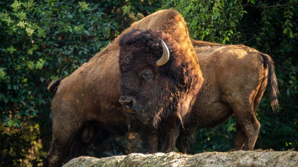Two American bison standing side by side in a forested area, with thick fur and prominent horns, bathed in soft natural light.