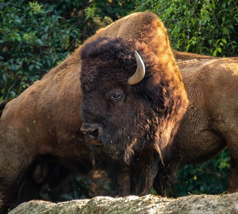 Two American bison standing side by side in a forested area, with thick fur and prominent horns, bathed in soft natural light.