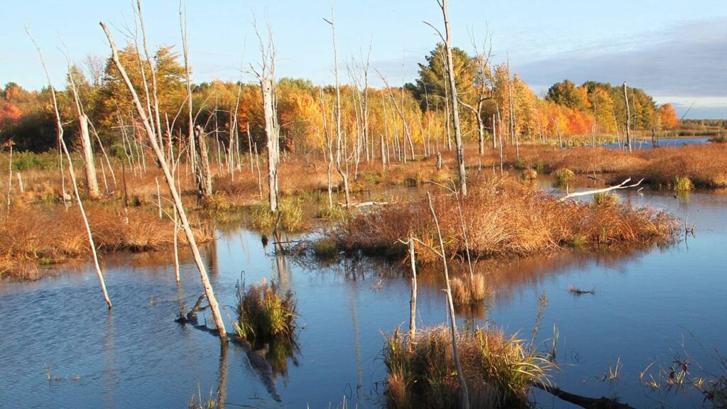 Missisquoi Wildlife Refuge
