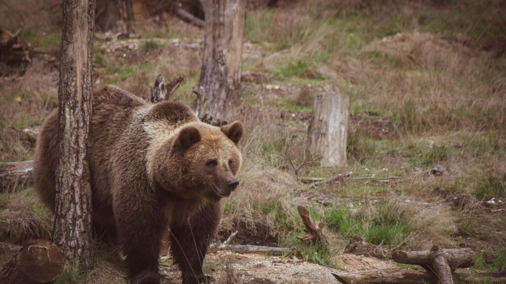 Brown bear walking through a grassy forest clearing, surrounded by tree stumps and fallen logs.