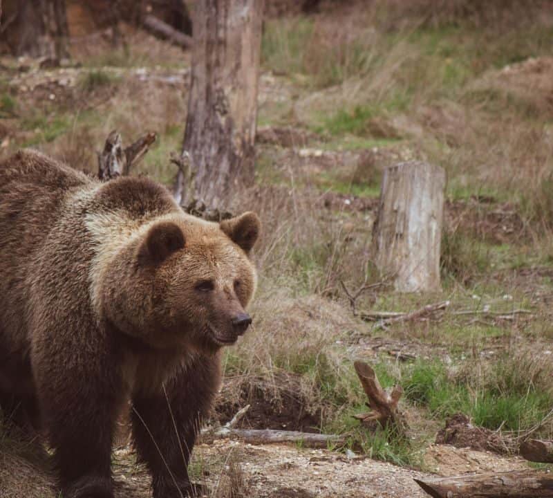 Brown bear walking through a grassy forest clearing, surrounded by tree stumps and fallen logs.