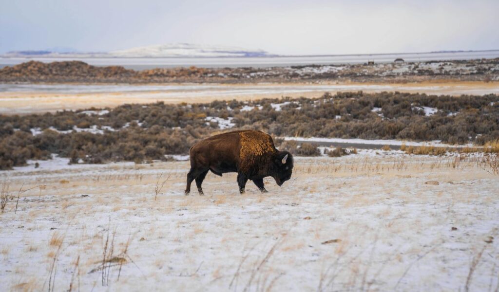 A lone bison walks across a snowy grassland in the American Prairie Reserve, with open plains and distant hills in the background.