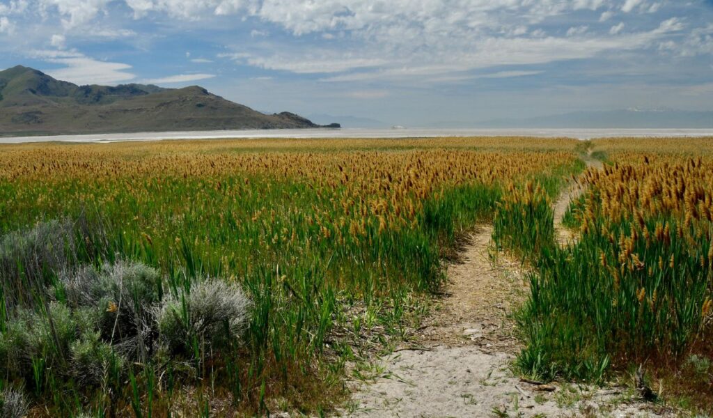 A sandy trail winds through tall golden reeds toward the shoreline, with distant hills and calm waters under a partly cloudy sky.