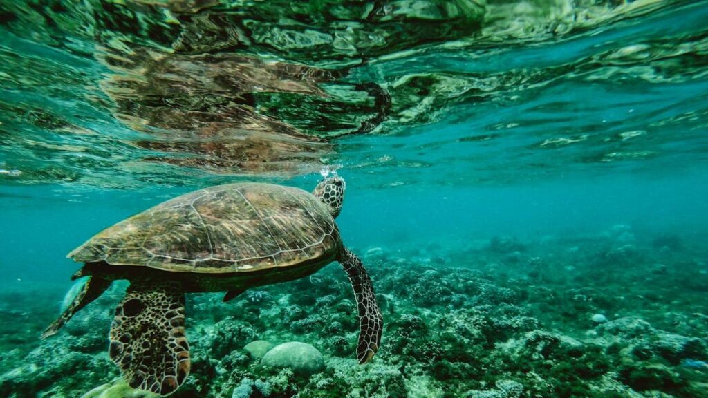 Green Sea turtle underwater
