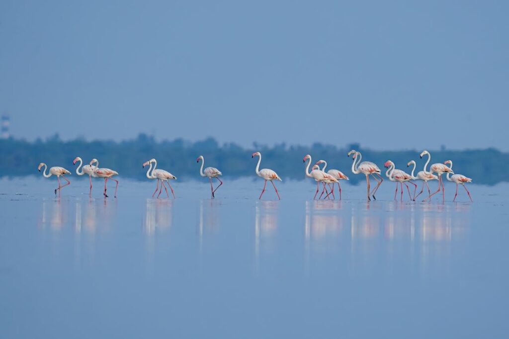 Flamingos Lake