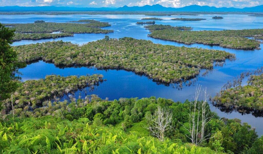 Aerial view of lush green forest islands and calm blue water in Borneo’s rich tropical wetlands.