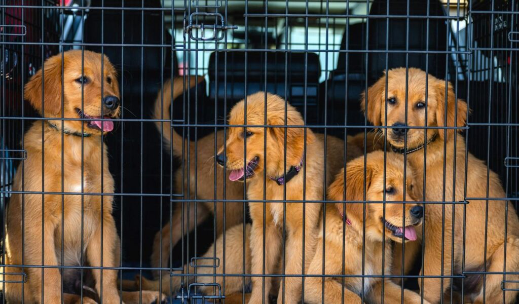 Four golden retriever puppies sit in a crate inside a car, safely secured for travel with open mouths and playful expressions.