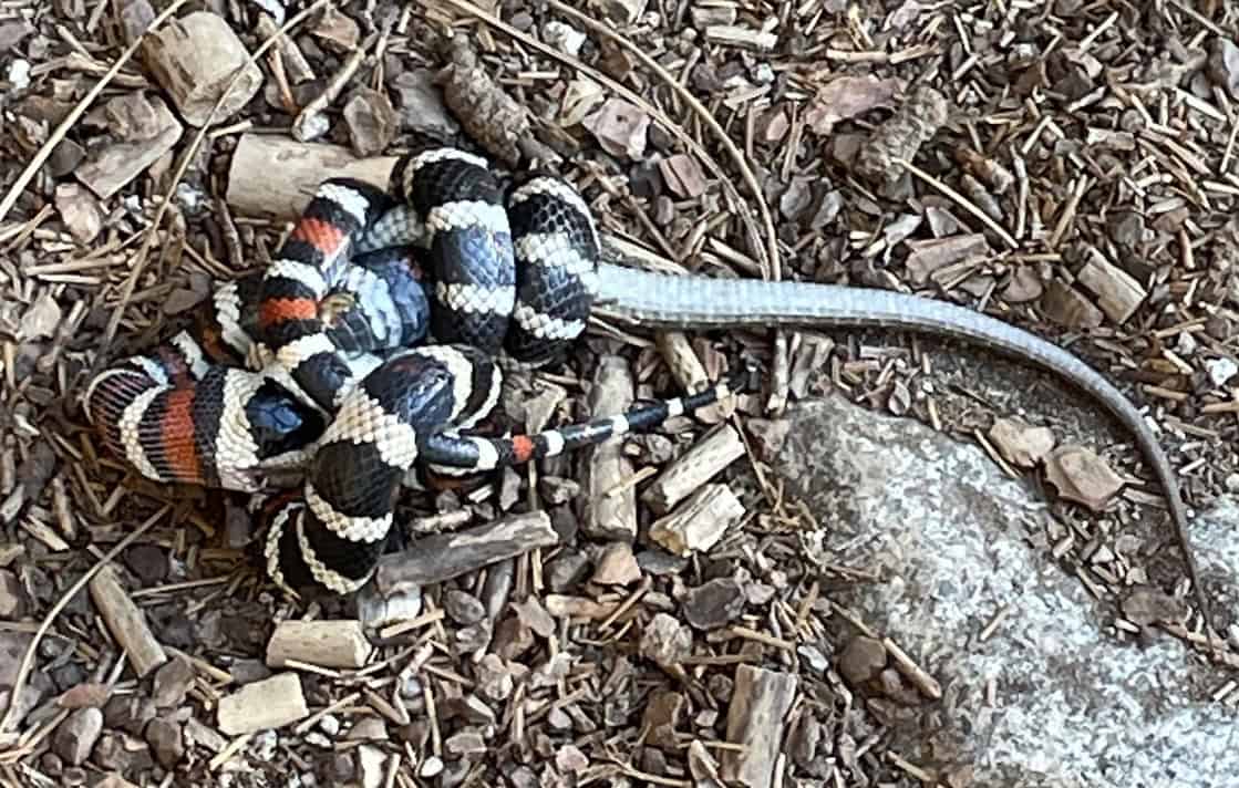 Visual Reference: 10 Beautiful Snakes You Might Spot On A California Nature