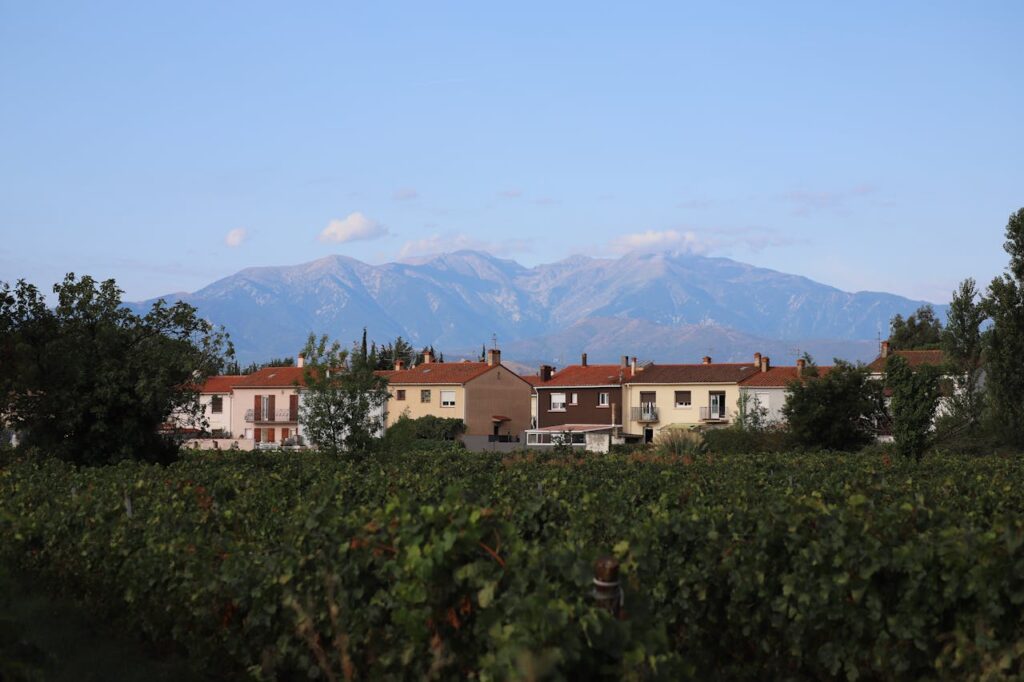vineyards near Mount Etna 