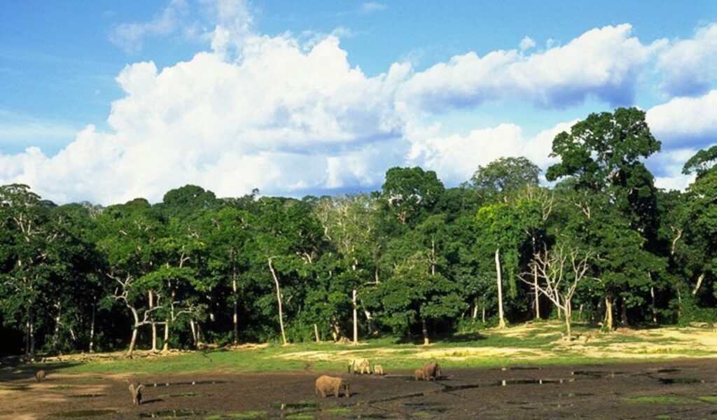 Forest elephants gathering at a clearing in the lush rainforest of Central African Republic.