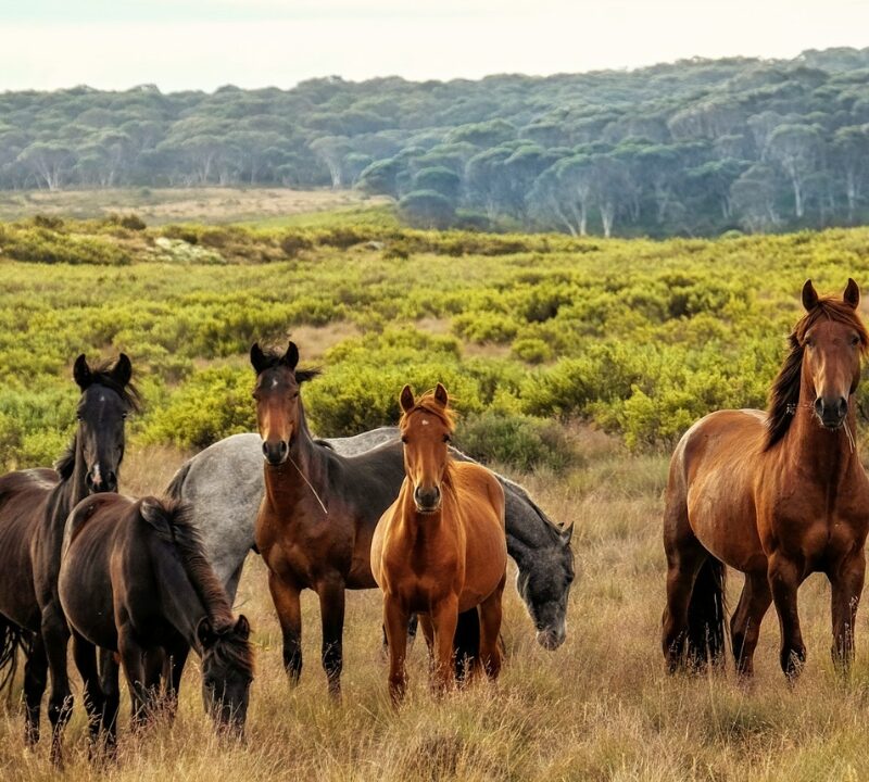 Wild Horses