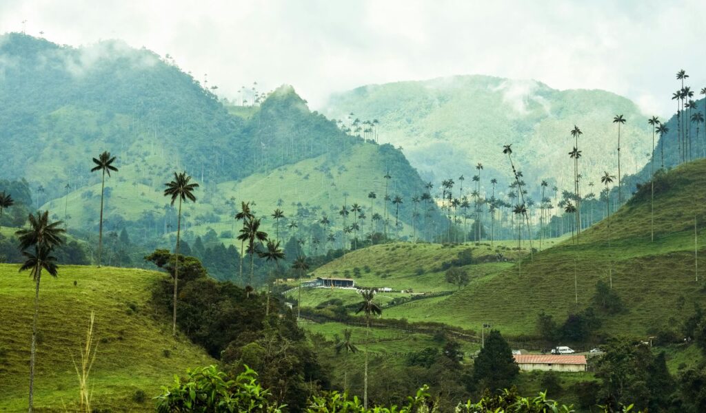 Coffee Region in Colombia with green hills, tall wax palm trees, misty mountains, and scattered rural houses.