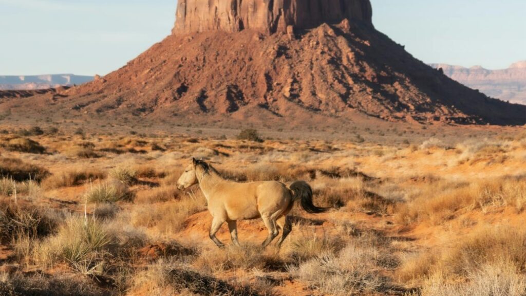 Wild Mustang