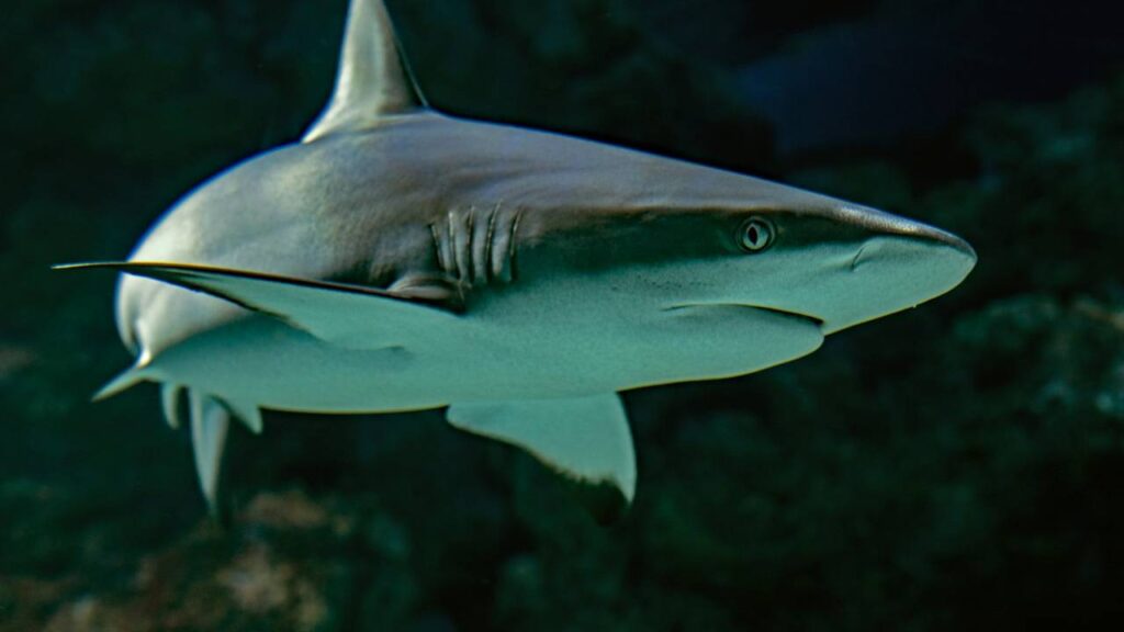 Shark