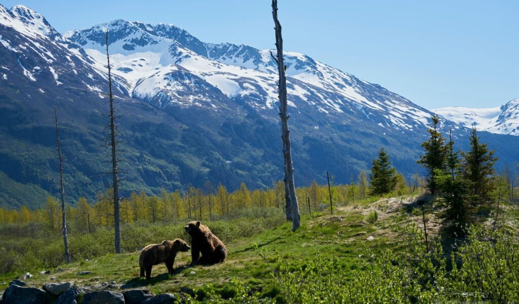 Two grizzly bears roam a grassy slope with snow-covered mountains rising in the background in Denali Wilderness, Alaska.