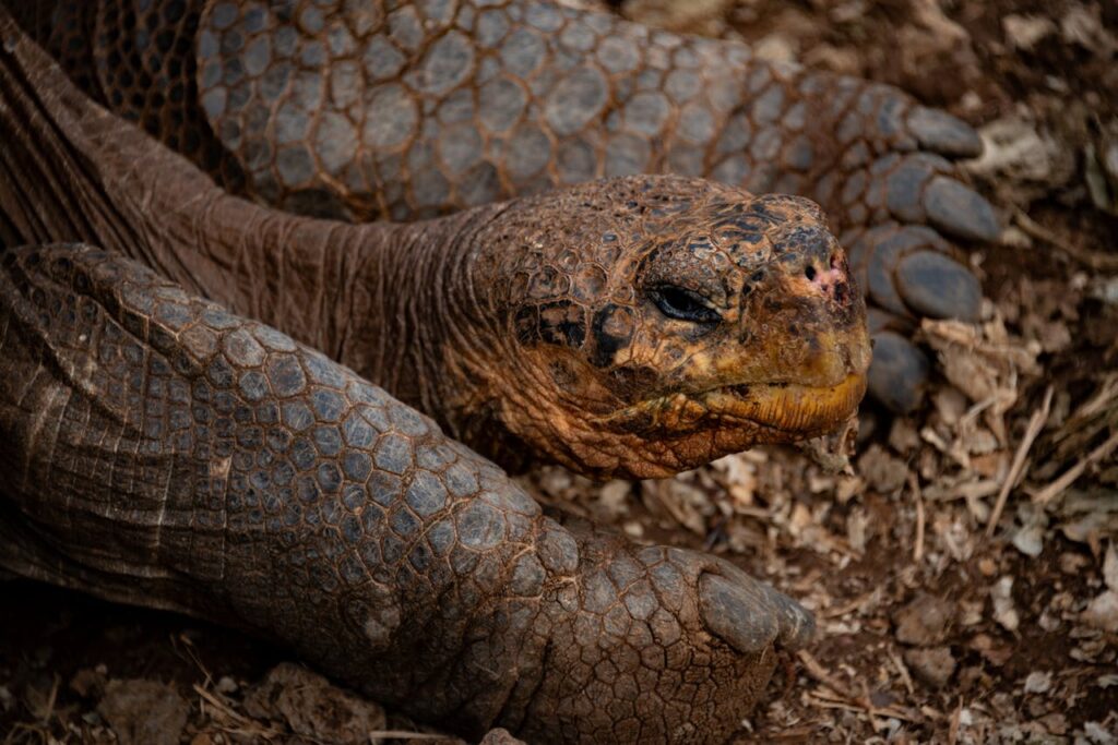 Galapagos giant tortoise close up