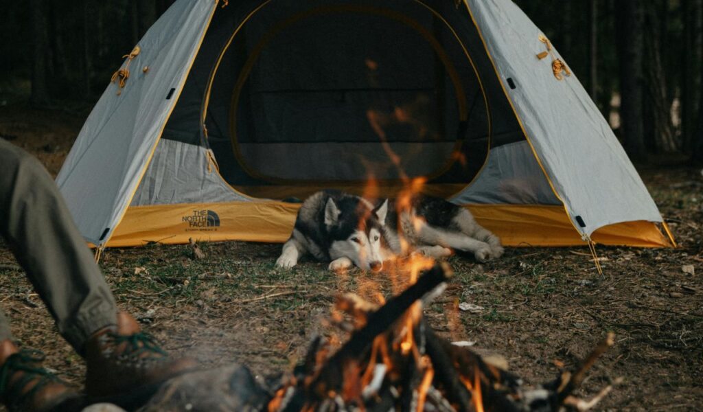 A husky rests inside a yellow and gray tent near a glowing campfire in a forest setting, with a person sitting nearby in hiking boots.
