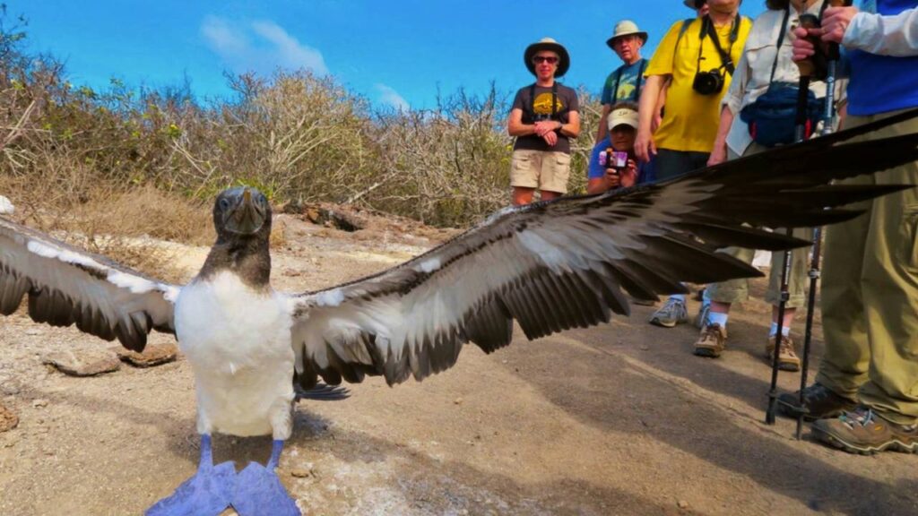 Galapagos wildlife interaction
