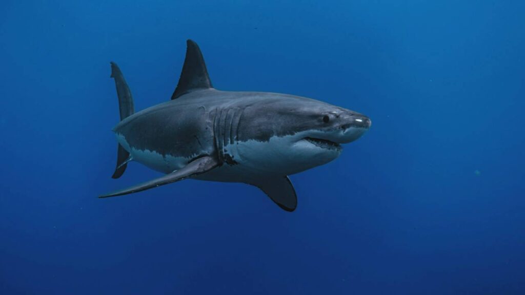 Shark