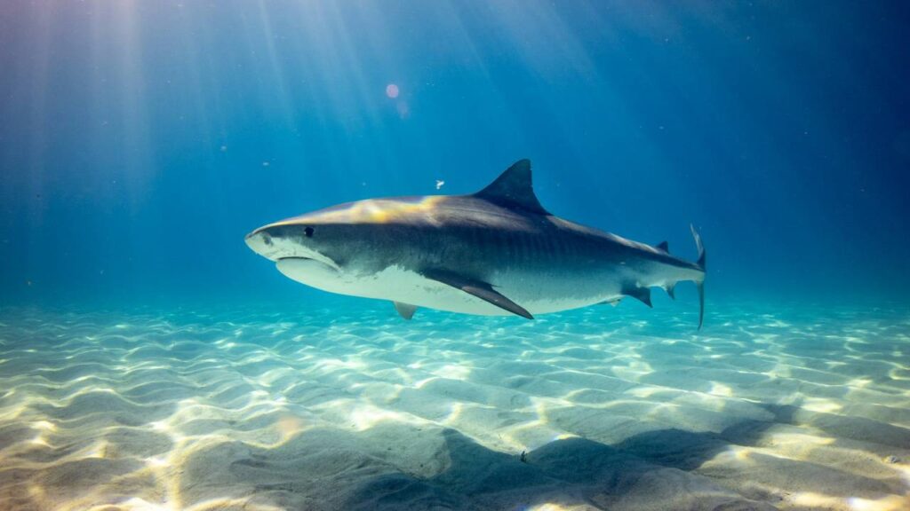 Shark