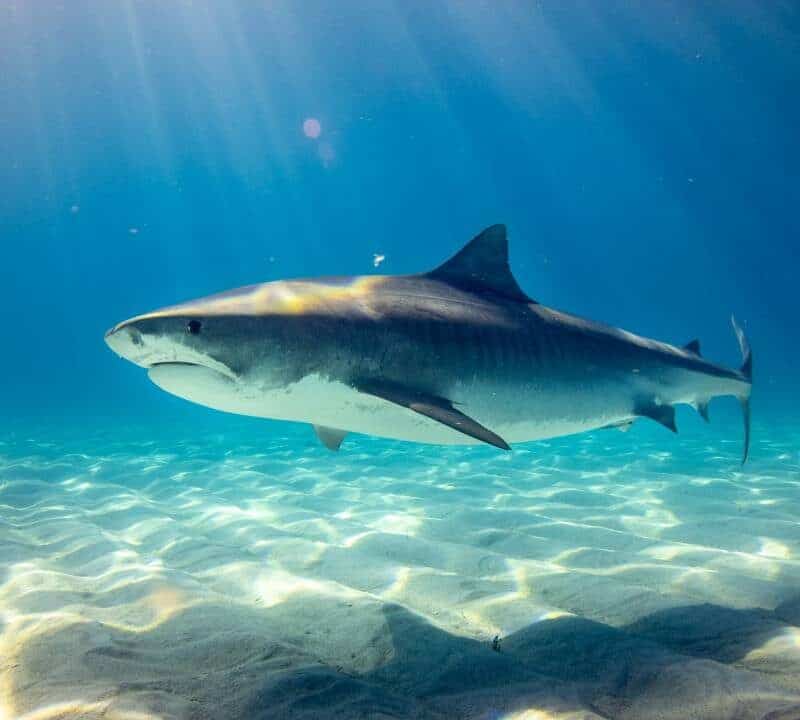 Shark