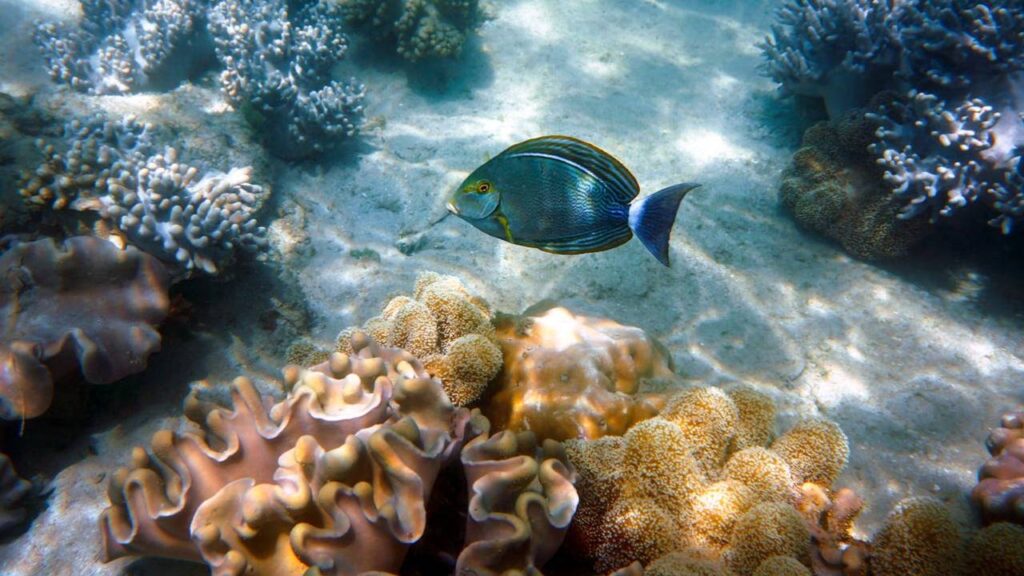 Great Barrier Reef, Australia