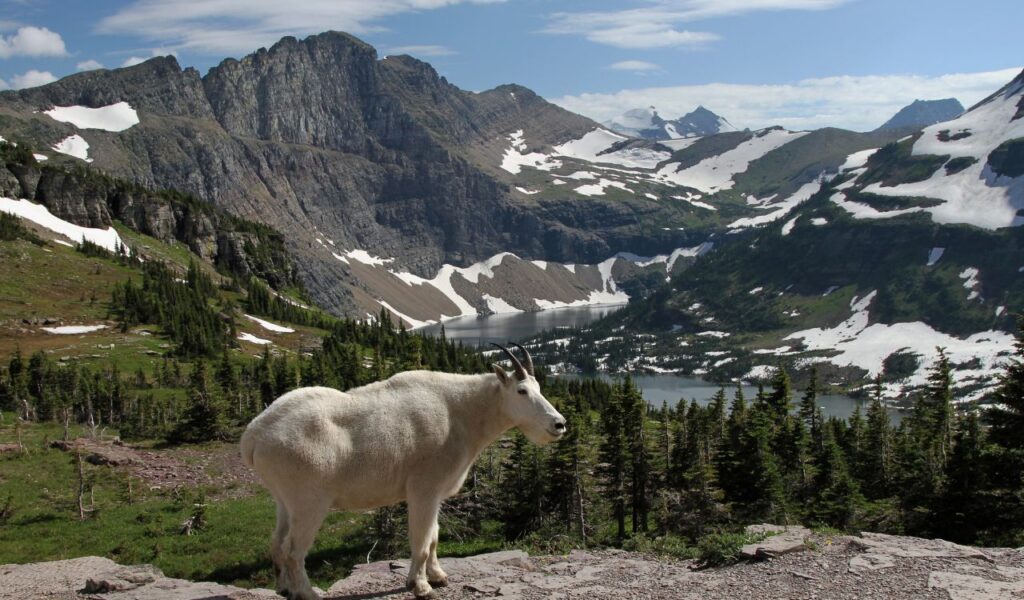 Mountain goat overlooking Hidden Lake in Glacier National Park, Montana.