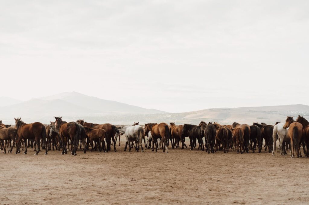 Wild Mustang