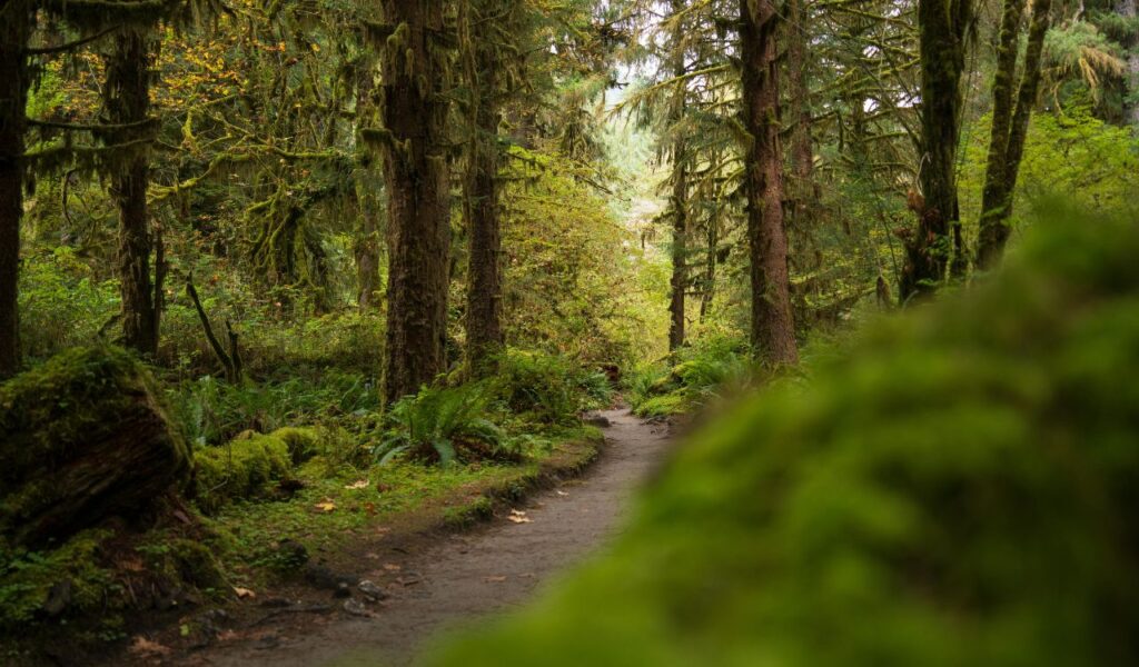 A winding dirt trail cuts through the moss-draped trees and lush green undergrowth of the Hoh Rainforest, Washington.