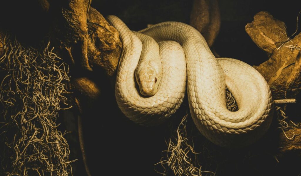 A coiled golden lancehead viper resting on a tree branch, highlighting its pale, venomous form in a dimly lit jungle setting.