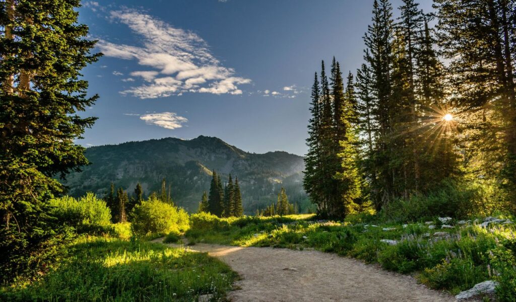 Morning sunlight filters through tall pines along a dirt trail in the rugged, forested Hundred Mile Wilderness, Maine.