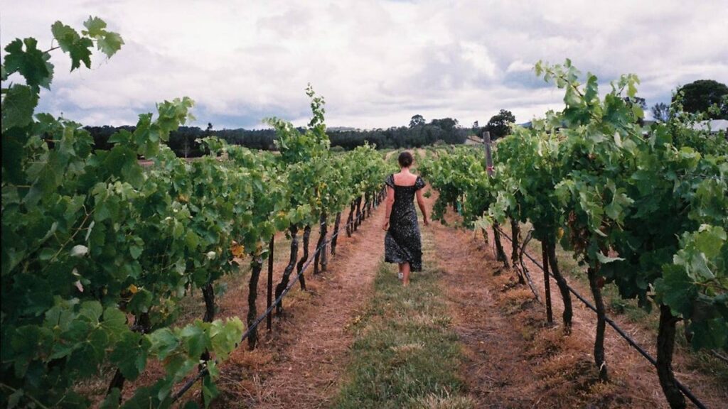Australia Vineyard