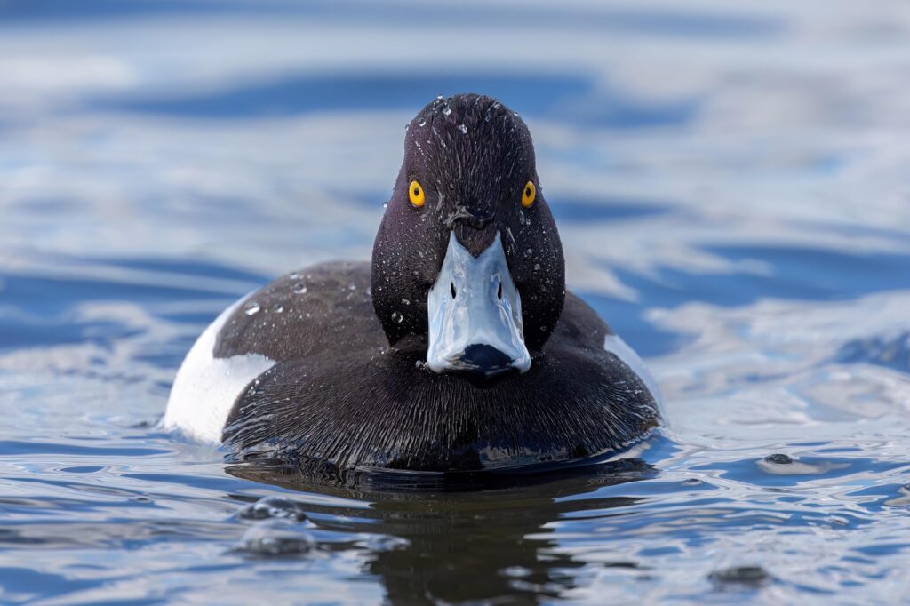Duck