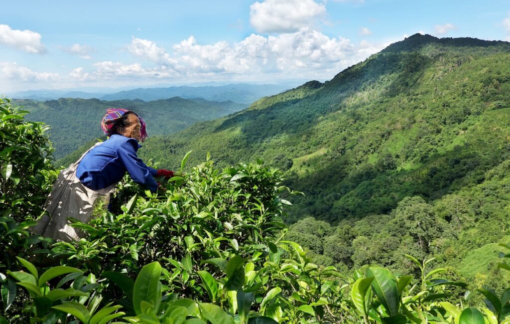 Luang Namtha, Laos