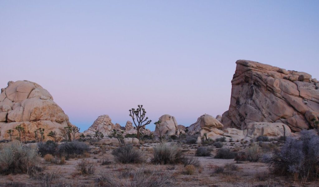 Desert landscape with Joshua trees and rock formations in Joshua Tree National Park, California.