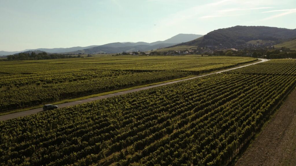 Alsace Wine Route, France