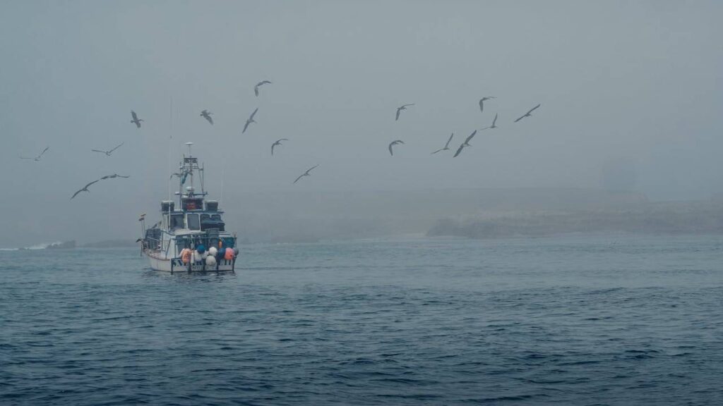 bird flying sea