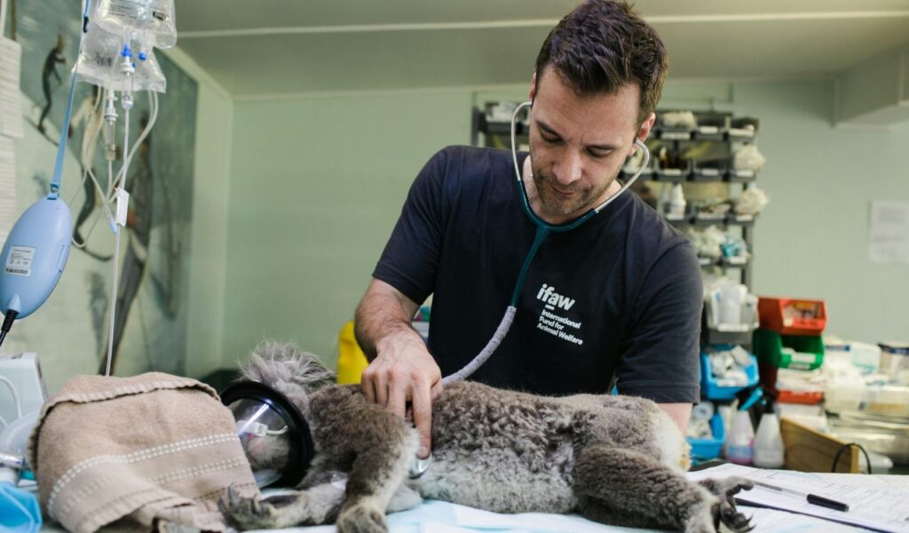 Veterinarian examines a koala lying on an exam table with an oxygen mask, using a stethoscope in a fully equipped animal clinic.