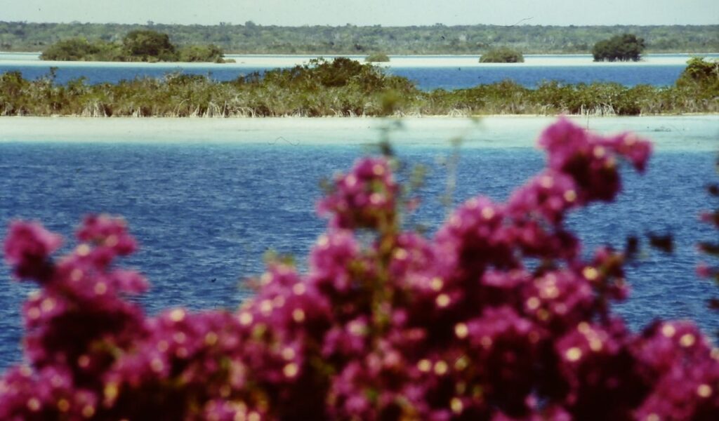 Lake Bacalar’s vibrant blue waters with tropical vegetation and blurred pink flowers in the foreground.