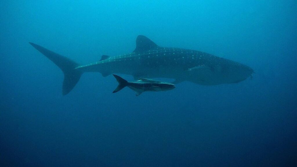 Similan Islands, Thailand